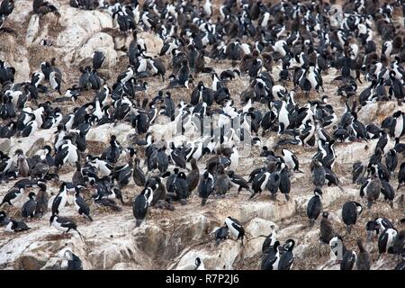 Argentinien, in der Provinz Tierra del Fuego, Ushuaia, auf einer Insel im Beagle Kanal, Kolonien von Magellan Kormorane und Seelöwen Stockfoto