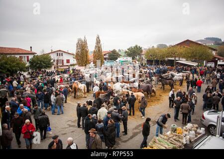 Frankreich, Pyrenees Atlantiques, Baskenland, Helette, fair, Pony Pottock rennen, auf dem Dorfplatz Stockfoto