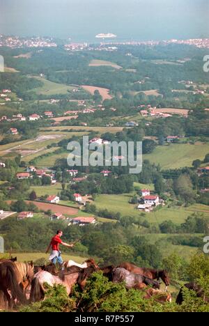 Frankreich, Pyrenees Atlantiques, Baskenland, Biarritz, das Sammeln von pottocks, Pony Rasse, liegen auf dem Rhune (905 m) für tritement Stockfoto