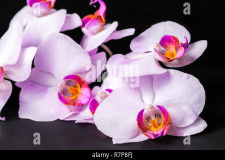 Wunderschöne Spa Zusammensetzung der lila Orchideen (Phalaenopsis) mit Tropfen auf schwarzem Hintergrund Stockfoto