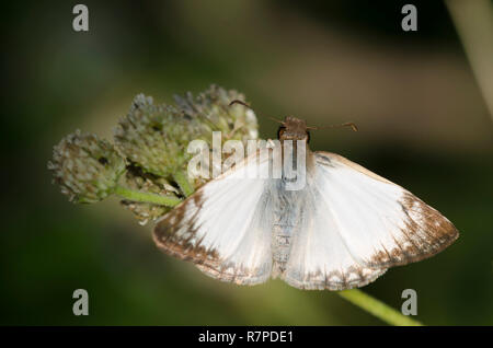 Laviana White-Skipper, Heliopetes laviana, männlich Stockfoto