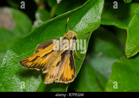 Fiery Skipper, Hylephila phyleus, männlich Stockfoto