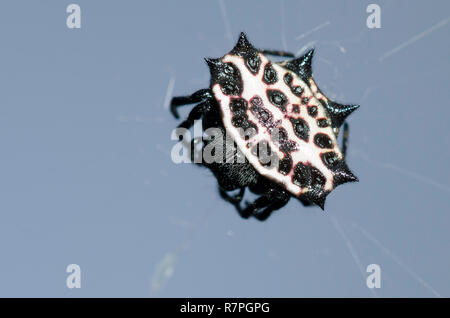 Gasteracantha cancriformis Spinybacked Orbweaver, Stockfoto