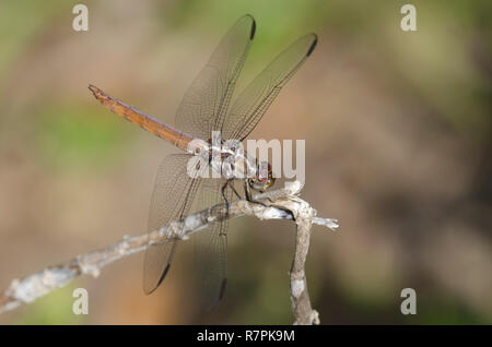 Roseate Skimmer, Orthemis spectabilis, unreifen männlichen Stockfoto