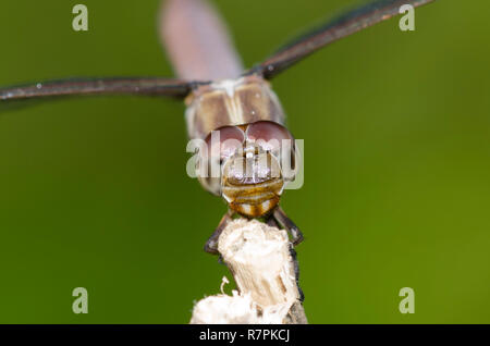 Roseate Skimmer, Orthemis spectabilis, unreifen männlichen Stockfoto