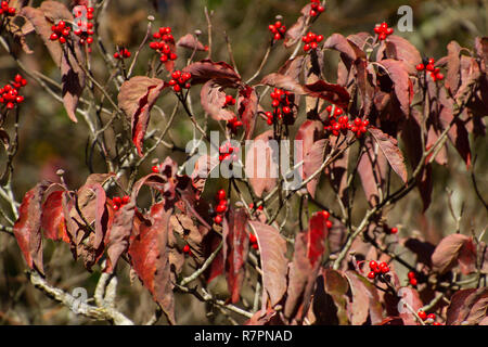 Nahaufnahme von Vivdly bunte Hartriegelbaum Blätter und Beeren im Herbst Sonne Stockfoto