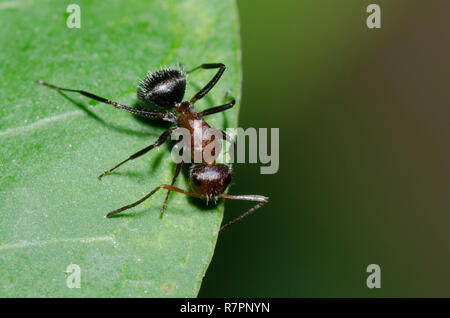 Kompakte Carpenter Ant, Camponotus planatus Stockfoto