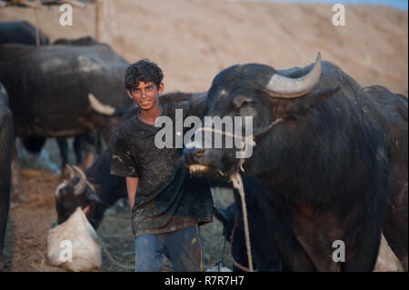 November 12, 2018 - Al-Chibayish, Sümpfe des südlichen Irak, Irak - ein Büffel herder Jugend gesehen neben einem Stier in der Hamar Marsh im Südlichen Feuchtgebiete des Irak. Büffel Hirten Kampf ums Überleben wegen Mangel an sauberem Trinkwasser und geeigneten Futter von der Dürre verursacht. Klimawandel, Deichbau in der Türkei und internen Misswirtschaft sind die Ursachen für eine schwere Dürre im südlichen Feuchtgebiete des Irak. Quelle: John wreford/SOPA Images/ZUMA Draht/Alamy leben Nachrichten Stockfoto