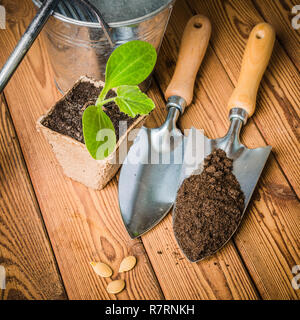 Sämlinge Zucchini und Gartengeräte auf eine Holzoberfläche Stockfoto