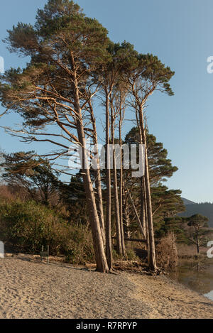 Scots Pine Trees oder Pinus Sylvestris in Dundag Bay, Muckross Lake, Killarney National Park, County Kerry, Irland Stockfoto