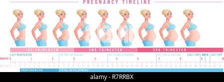 Schwangerschaft timeline von Wochen. Isolierte Vector Illustration. Stock Vektor