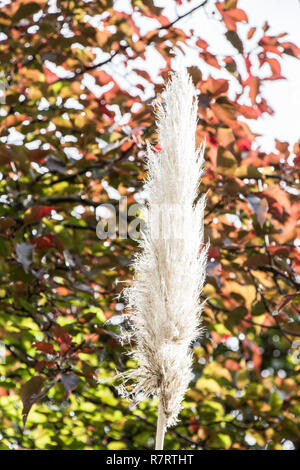 Cortaderia selloana, die gemeinhin als Pampas Gras bekannt, in der Ansicht Stockfoto