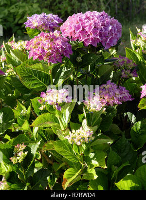 Hydrangea macrophylla, Hortensia (Suzanne's Garden, Le Pas, Mayenne, Pays de la Loire, Frankreich). Stockfoto