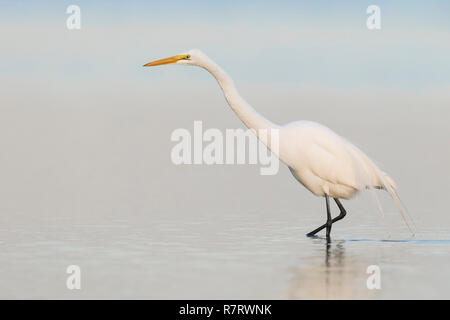 Silberreiher (Ardea alba) Nahrungssuche in einem flachen Teich-Florida Stockfoto