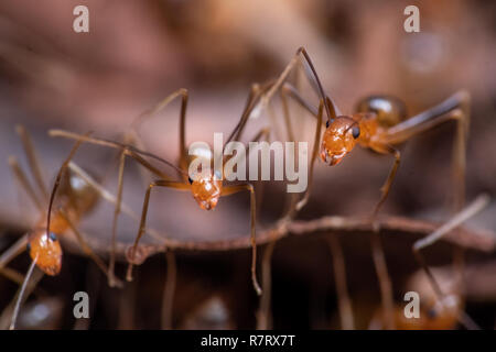 Invasive gelbe verrückte Ameisen (Anoplolepis gracillipes), eine der gefährlichsten invasiven Arten weltweit, in Queensland, Australien Stockfoto