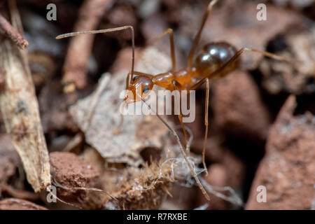 Invasive gelbe verrückte Ameisen (Anoplolepis gracillipes), eine der gefährlichsten invasiven Arten weltweit, in Queensland, Australien Stockfoto
