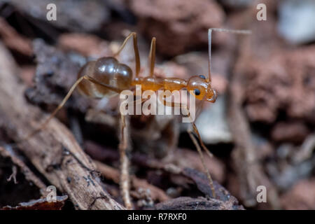 Invasive gelbe verrückte Ameisen (Anoplolepis gracillipes), eine der gefährlichsten invasiven Arten weltweit, in Queensland, Australien Stockfoto