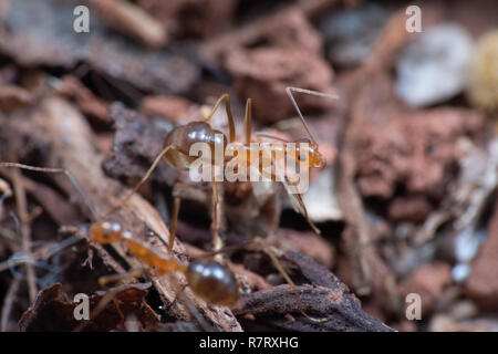 Invasive gelbe verrückte Ameisen (Anoplolepis gracillipes), eine der gefährlichsten invasiven Arten weltweit, in Queensland, Australien Stockfoto