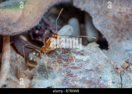 Invasive gelbe verrückte Ameisen (Anoplolepis gracillipes), eine der gefährlichsten invasiven Arten weltweit, in Queensland, Australien Stockfoto