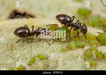 Technomyrmex Ameisen tendenziell grüne Blattläuse auf einem Apfelbaum, Albany, Western Australia Stockfoto