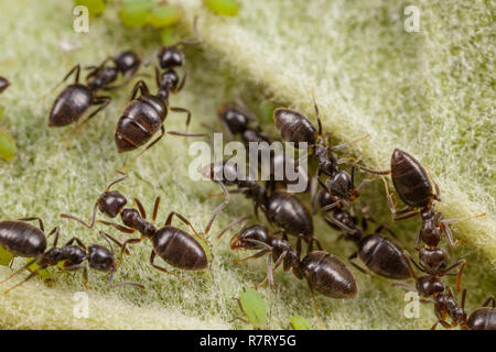 Technomyrmex Ameisen tendenziell grüne Blattläuse auf einem Apfelbaum, Albany, Western Australia Stockfoto