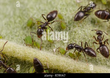 Technomyrmex Ameisen tendenziell grüne Blattläuse auf einem Apfelbaum, Albany, Western Australia Stockfoto