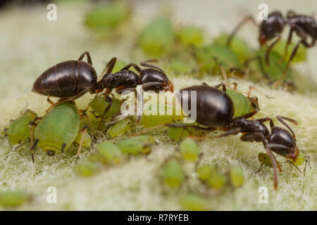 Technomyrmex Ameisen tendenziell grüne Blattläuse auf einem Apfelbaum, Albany, Western Australia Stockfoto