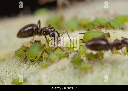 Technomyrmex Ameisen tendenziell grüne Blattläuse auf einem Apfelbaum, Albany, Western Australia Stockfoto