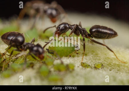 Technomyrmex Ameisen tendenziell grüne Blattläuse auf einem Apfelbaum, Albany, Western Australia Stockfoto