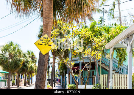 Key West, USA cat Kreuzung gelben Straßenschild in Florida City Island auf Reisen, sonnigen Tag, Wohngegend und Häuser Stockfoto