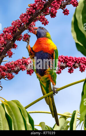 Bunte Australier rainbow lorikeet Fütterung auf roten Regenschirm pflanze Blüten und Früchte Stockfoto