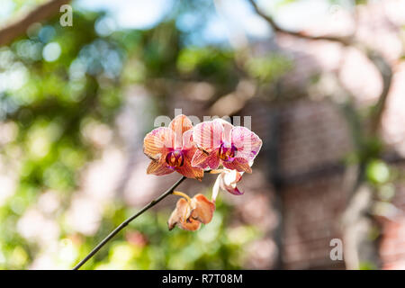 Key West, USA Nahaufnahme von Tropical orange rosa rot Orchidee Blumen mit Bokeh von Backstein Hintergrund Festung Fort in Martello Tower, Florida Stockfoto