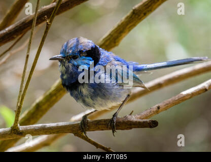 Schmuddelig, aber schönen männlichen Splendid fairy Wren in Westaustralien Stockfoto