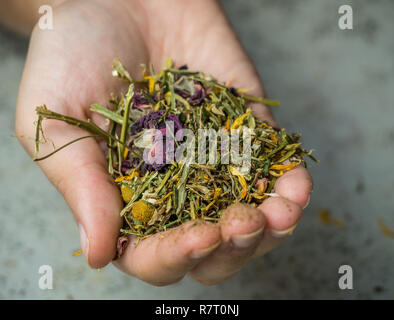 Biotea in der Hand gesammelt Stockfoto