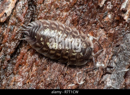 Dorsalansicht der Gemeinsamen glänzend Woodlouse (Oniscus asellus) unter Baumrinde ruht. Tipperary, Irland Stockfoto