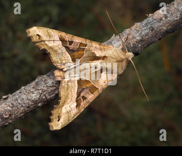 Dorsalansicht der Winkel Schattierungen Motte (Phlogophora meticulosa) mit offenen Flügeln und thront auf einem nadelbaum Zweig. Tipperary, Irland Stockfoto