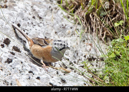 Zippammer (Emberiza cia), männlich Essen Grassamen, Picos de Europa, Asturien, Spanien. Stockfoto