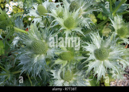 Ornamentaler Seetauchling, Eryngium, blühende Art mit silbergrauem Laub von oben betrachtet. Stockfoto