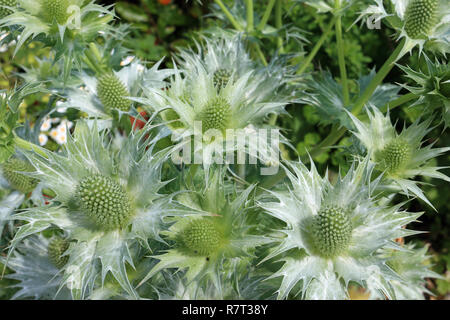 Ornamentaler Seetauchling, Eryngium, blühende Art mit silbergrauem Laub von oben betrachtet. Stockfoto