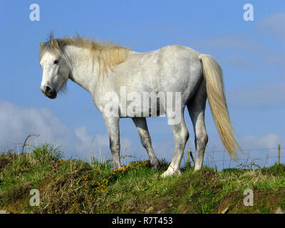 Ponys (Equus ferus Caballus) Pembrokeshire Coast, Wales UK Stockfoto