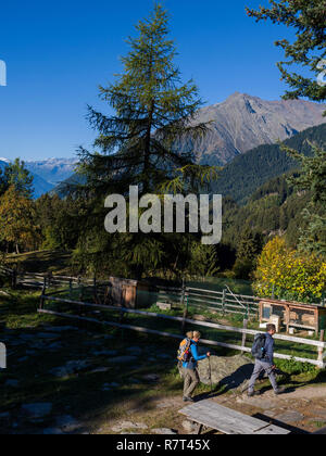 Wanderer, Leiter Alm, Algund bei Meran, Region Süd Tyrol-Bolzano, Italien, Europa Stockfoto