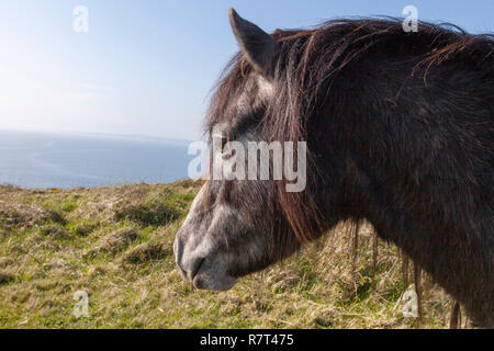 Ponys (Equus ferus Caballus) Pembrokeshire Coast, Wales UK Stockfoto