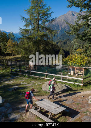 Wanderer, Leiter Alm, Algund bei Meran, Region Süd Tyrol-Bolzano, Italien, Europa Stockfoto