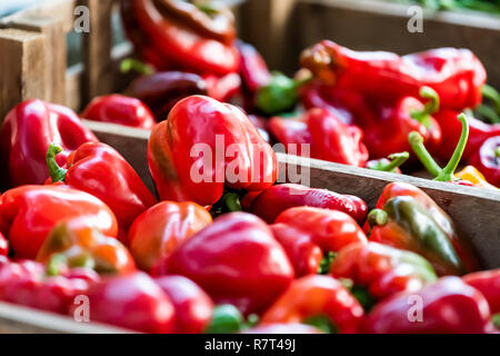 Nahaufnahme des großen dicken saftig glänzenden Rohe lebendige Bunte rote Paprika in der holztabletts auf Anzeige an Farmers Market in Pimlico, London Abschaltdruck Stockfoto