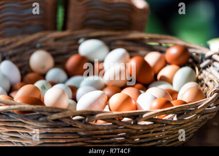 Nahaufnahme der Weiße und braune Eier orange leuchtenden bunten dreckig im Stroh Weidenkorb auf Anzeige an Farmers Market in Pimlico, London Abschaltdruck Stockfoto