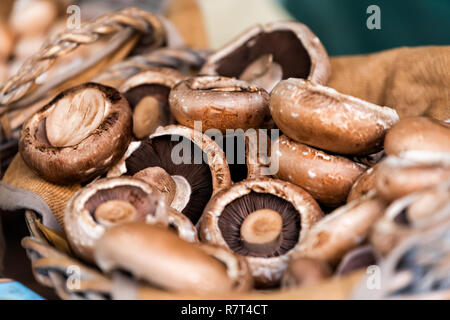 Raw Portobello ganze frische Pilze zu verkaufen in Korb auf Anzeige an Farmers Market in Pimlico, London Abschaltdruck Stockfoto