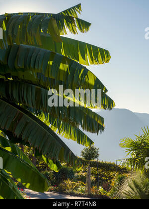 Banane, Pflanzen im Garten, Nutzhof Algund bei Meran, Region Süd Tyrol-Bolzano, Italien, Europa Stockfoto