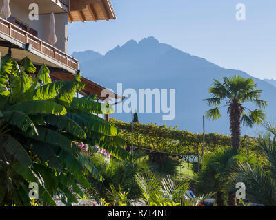 Palme, Garten, Nutzhof Algund bei Meran, Region Süd Tyrol-Bolzano, Italien, Europa Stockfoto