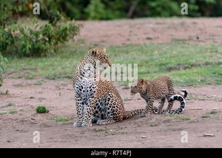 Kenia, Masai-Mara Game Reserve, Leopard (Panthera pardus), Mutter und Jungen 4/5 Monate alt in der Morgendämmerung Stockfoto