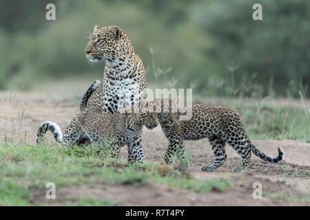 Kenia, Masai-Mara Game Reserve, Leopard (Panthera pardus), Mutter und Jungen 4/5 Monate alt bei Dämmerung Stockfoto